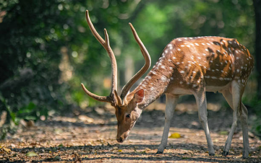 photo of Mrugavani National Park